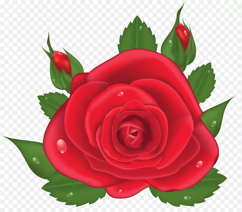 花园玫瑰、蜈蚣玫瑰、剪贴画-红玫瑰PNG图片剪贴画