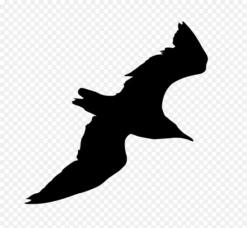 象牙海鸥可伸缩图形轮廓-海鸥png