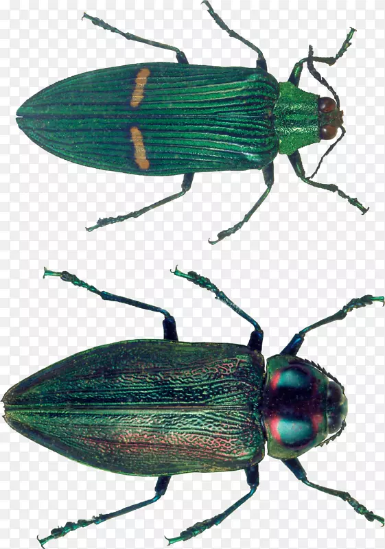 昆虫翼象动物膜-虫PNG图像