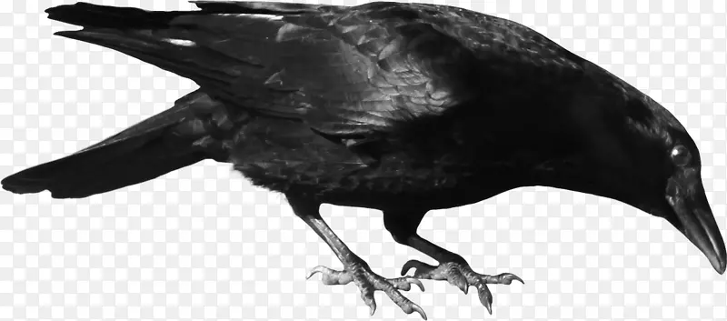 常见乌鸦鸟剪贴画-乌鸦PNG图像