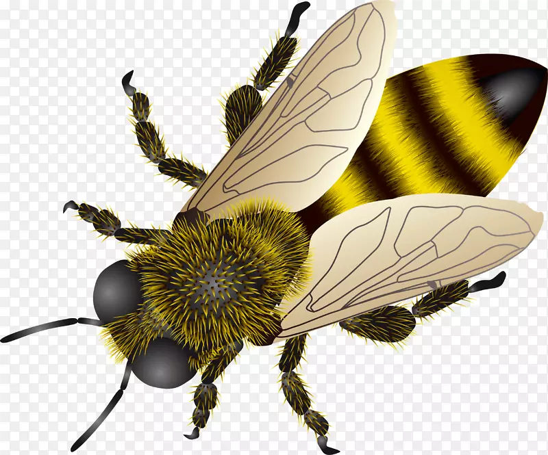 西方蜜蜂昆虫剪贴画-蜜蜂图片