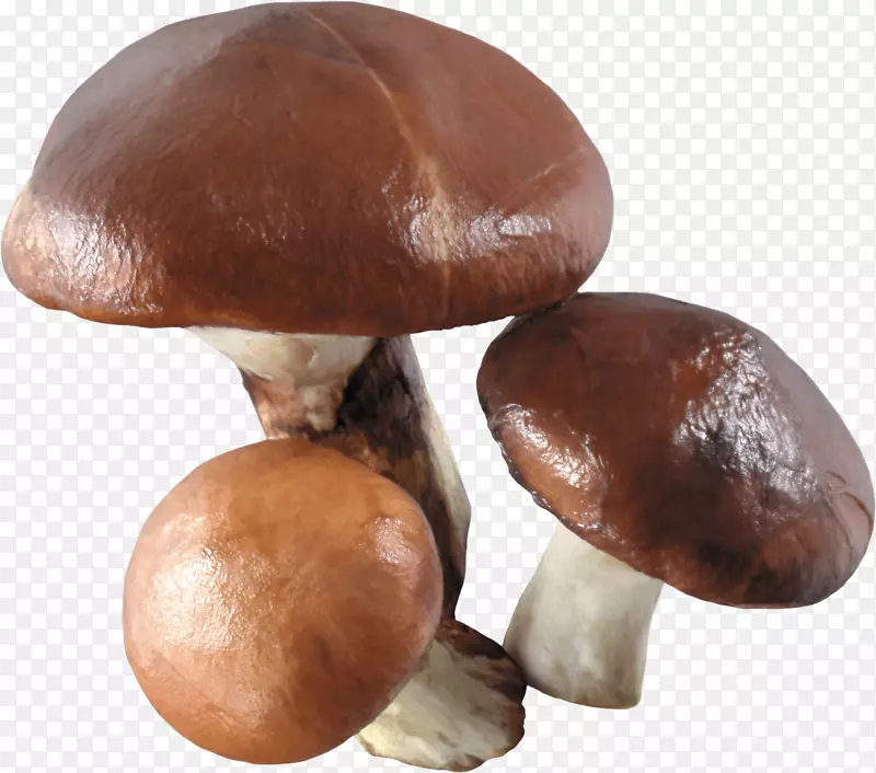 食用菌普通蘑菇墙纸-蘑菇PNG图像