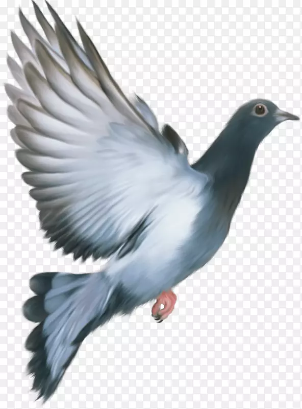 壁虎鸽羽翅海鸟-鸽PNG图像