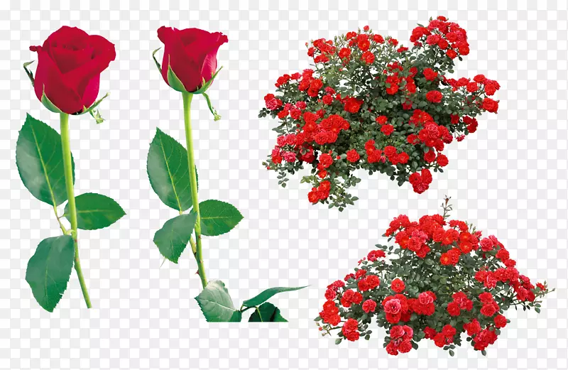玫瑰插花艺术-玫瑰PNG图像图片下载