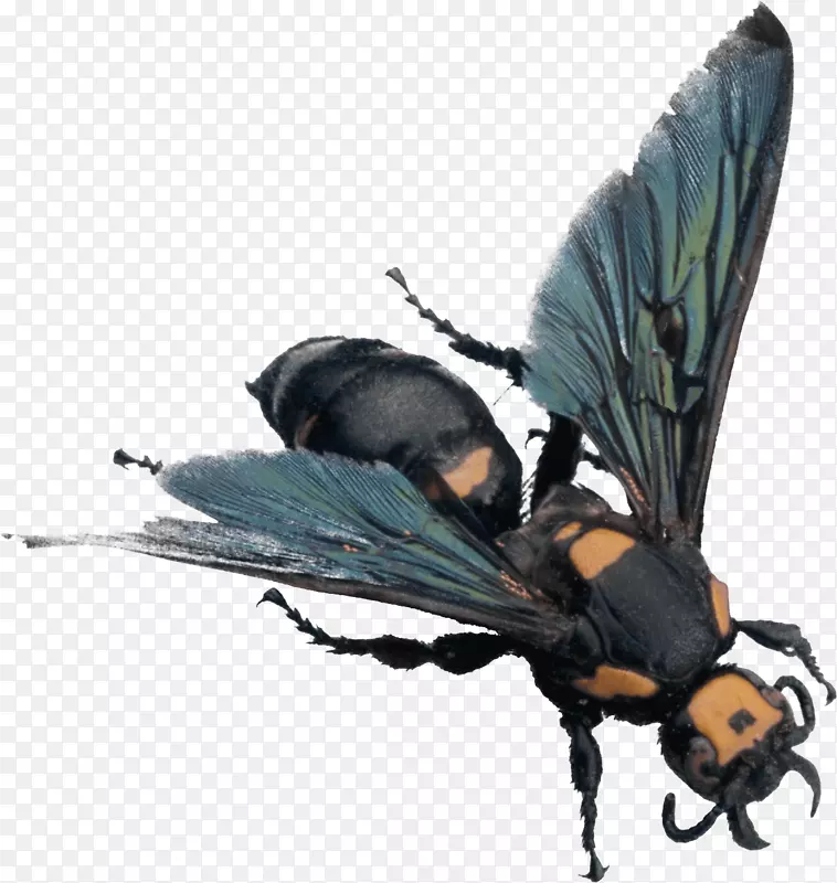 蜜蜂PNG图像
