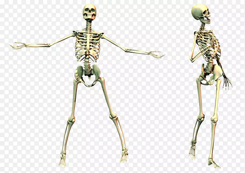 人体骨骼-骨骼png图像