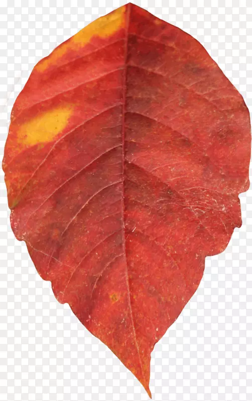 秋叶颜色-红色秋八角叶