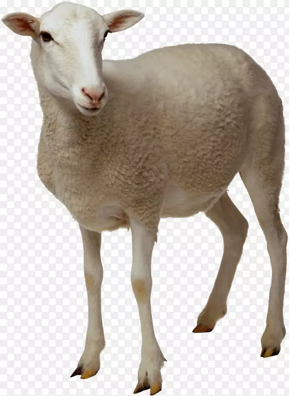 羊剪贴画-羊PNG形象