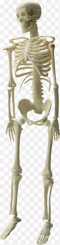 人体骨骼头骨-骨架PNG图像