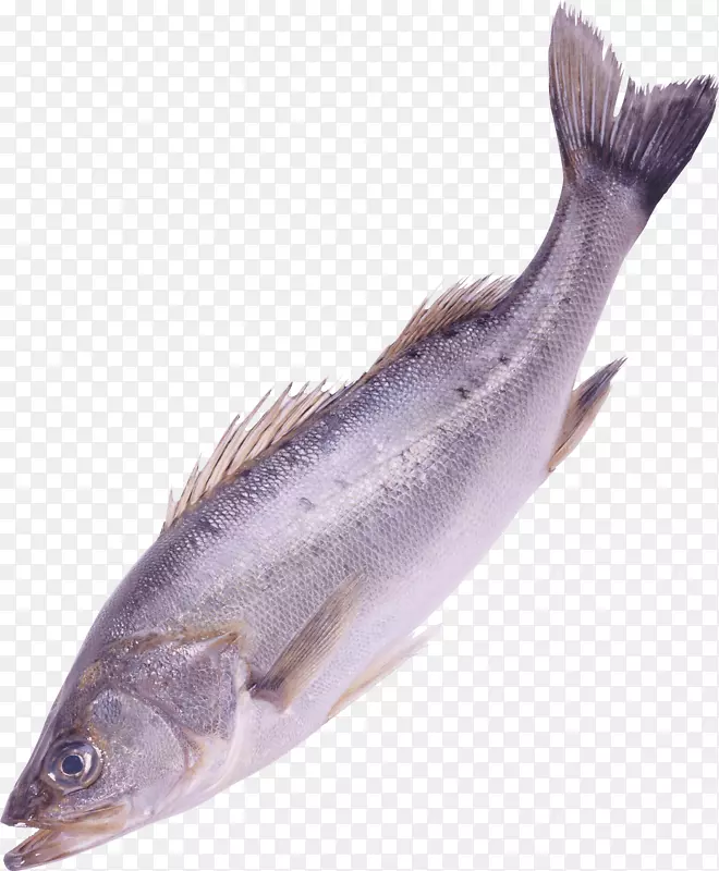鱼类剪贴画-鱼PNG图像