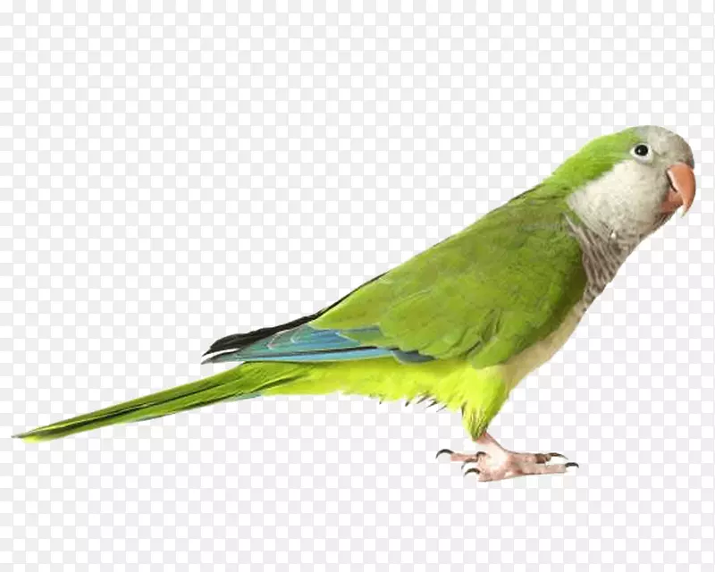 鹦鹉下载-绿色鹦鹉PNG图片下载