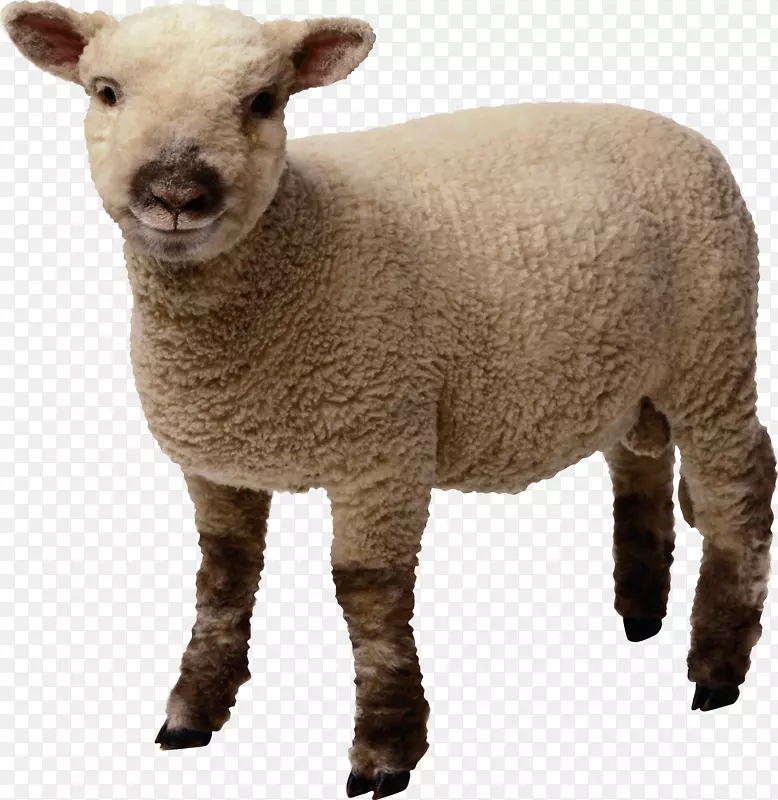 羊羊肉夹艺术-小绵羊PNG形象