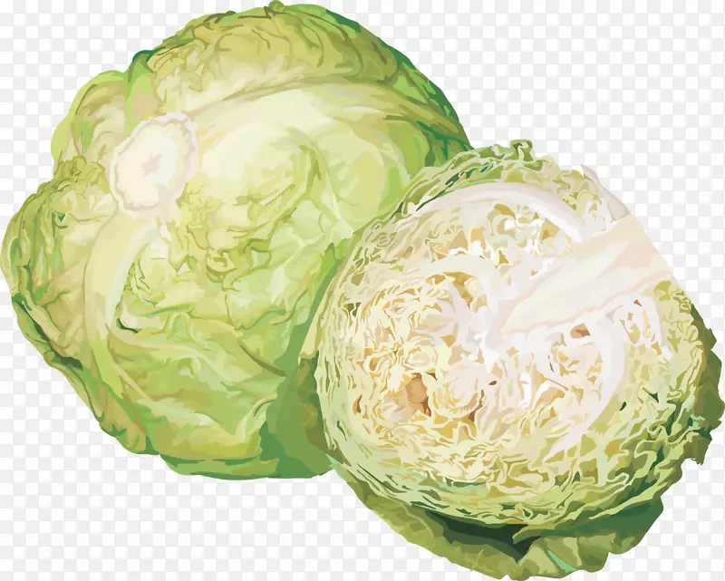 卷心菜花椰菜剪贴画-白菜PNG图像