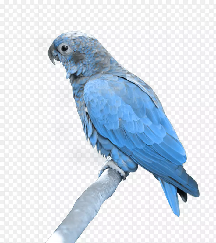 鸟类亚马逊鹦鹉真鹦鹉蓝色鹦鹉png图片下载