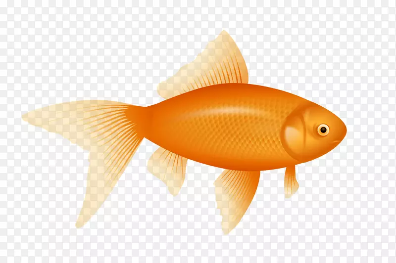 金鱼剪贴画-金鱼PNG图像