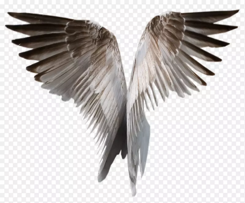 翅膀剪贴画-PNG翅膀