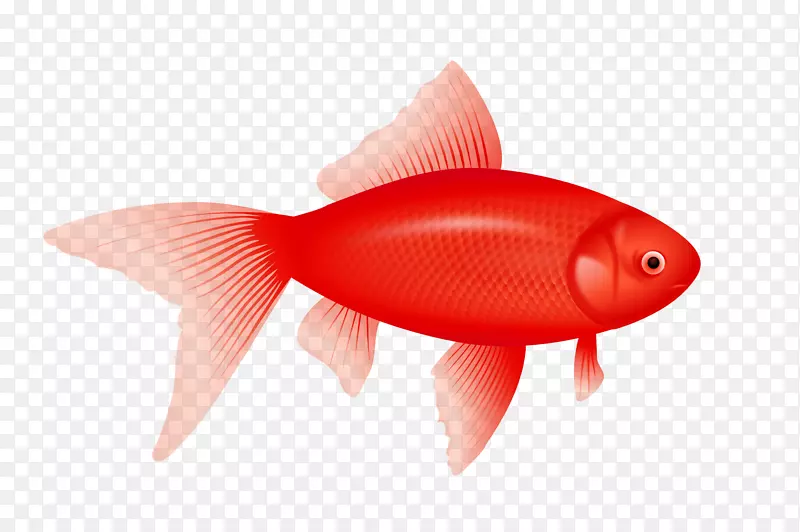 鱼类剪贴画-红鱼图片