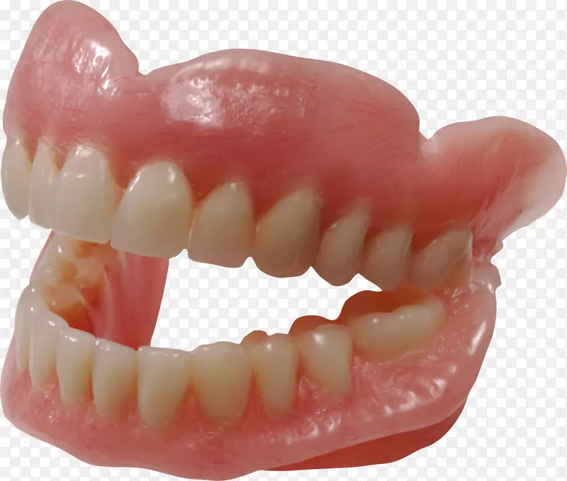 牙科人牙可摘局部义齿-牙体png图像
