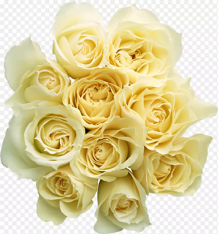 玫瑰花束-白色玫瑰PNG图像，花白色玫瑰PNG图片
