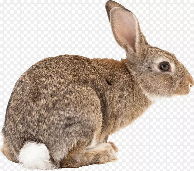 佛兰芒大兔子复活节兔子加州兔安哥拉兔PNG图片