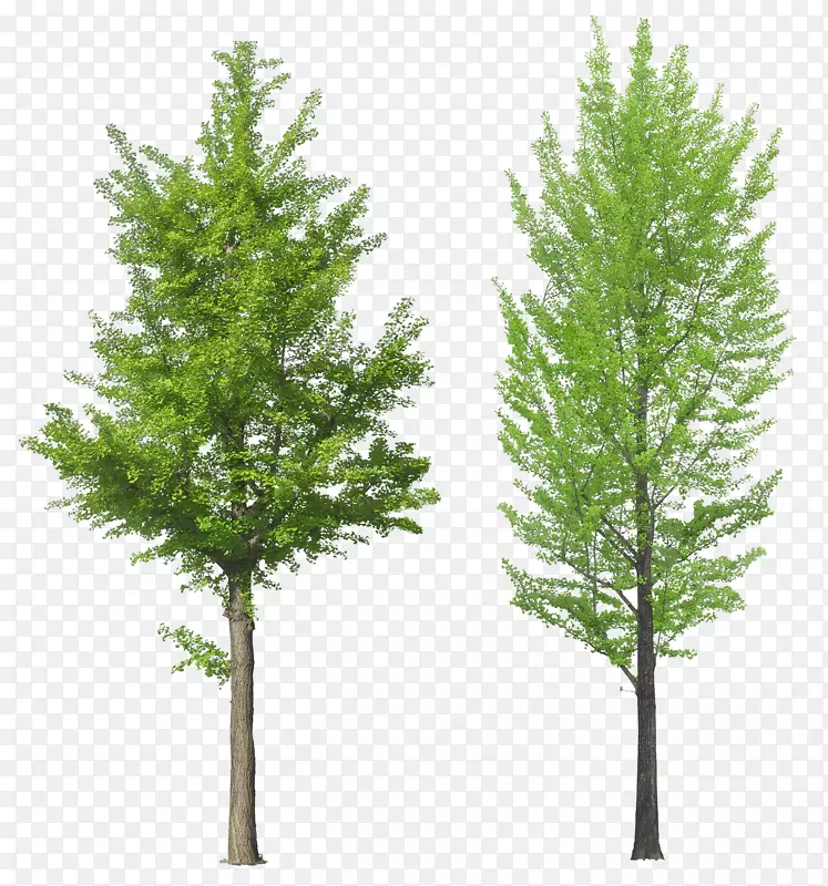 树-树PNG图像
