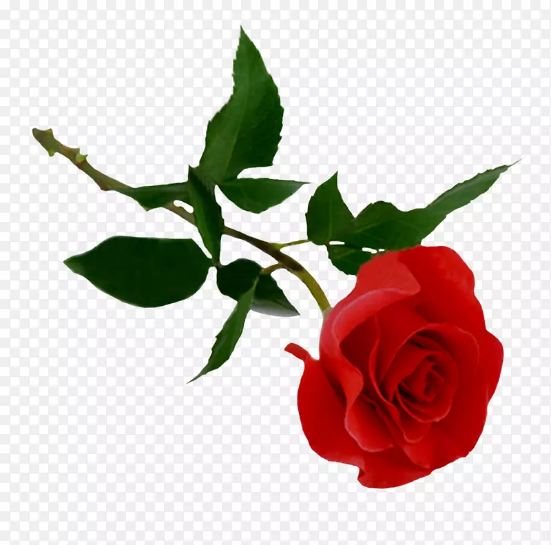 玫瑰剪贴画-玫瑰PNG图像，免费图片下载