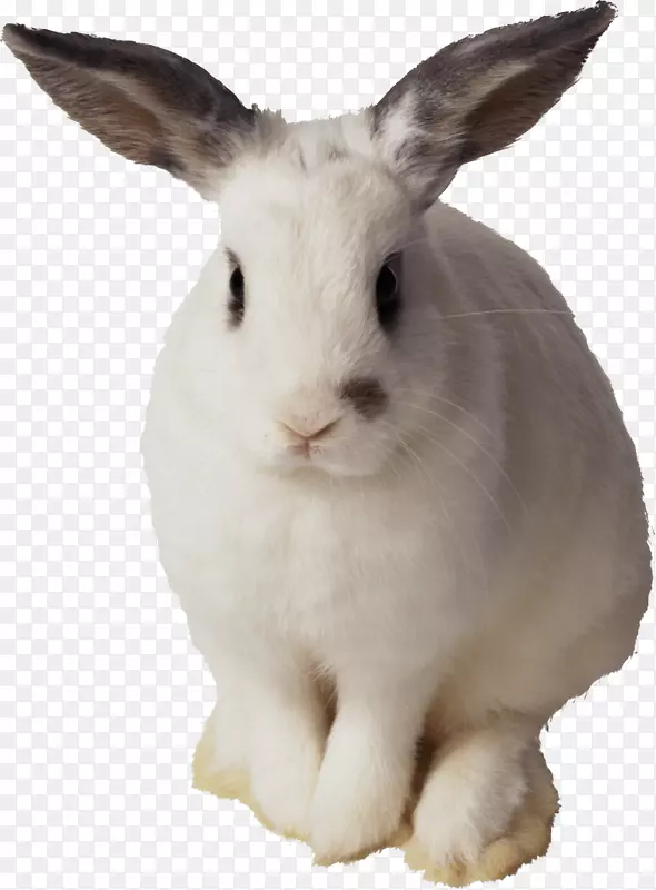 复活节兔子剪贴画-白兔图片