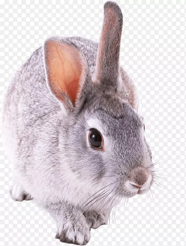 豚鼠地鼠雪貂兔-兔PNG图像