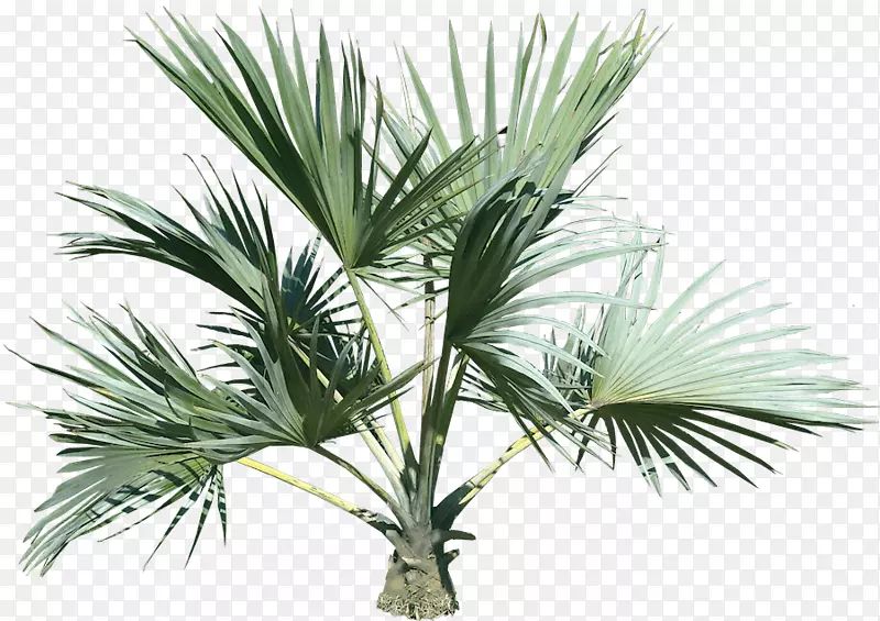 槟榔科-棕榈树PNG