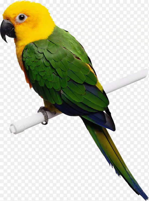 鸟嘴兽医鸟药。鸟类医学及外科-绿黄鹦鹉png图片下载