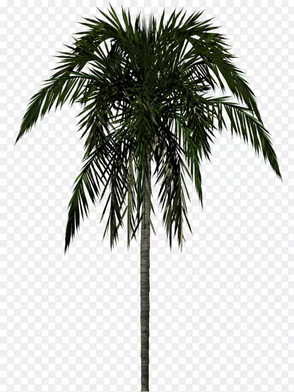 槟榔科树三维造型-棕榈树PNG