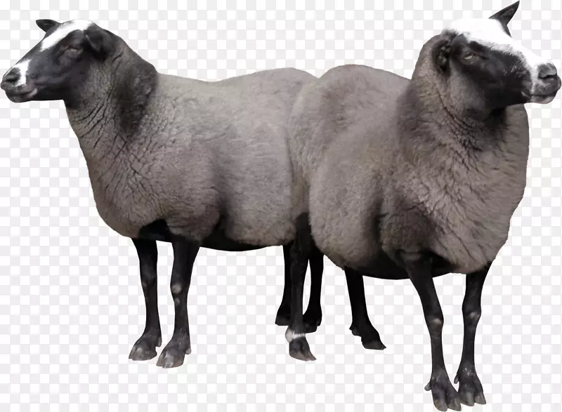 绵羊山羊-两只绵羊PNG形象