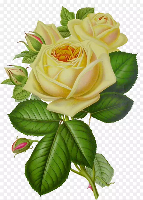 玫瑰花剪贴画-白玫瑰PNG图像，花白玫瑰PNG图片