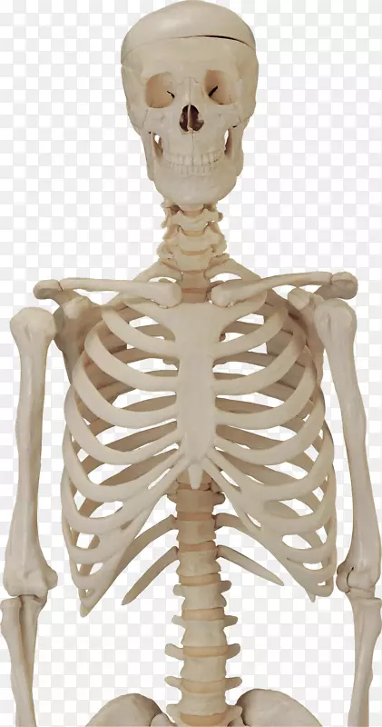 人体骨骼剪贴画-骨骼png图像