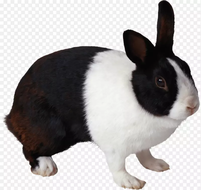 兔剪贴画-兔PNG图像