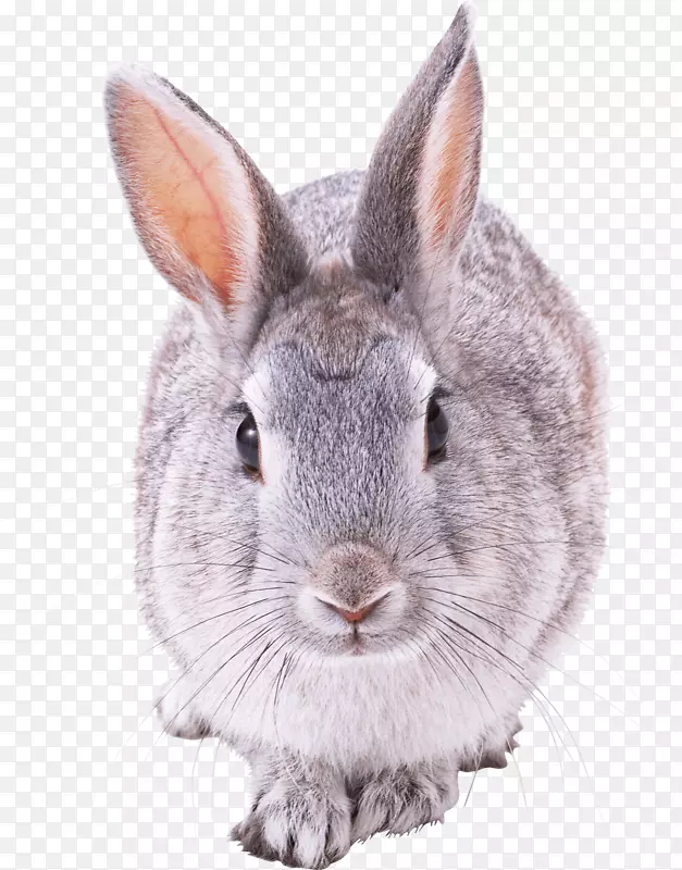 迷你LOP法国LOP兔-兔PNG图像