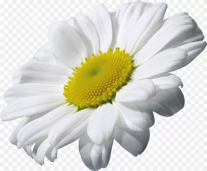 洋甘菊剪贴画-甘菊PNG图像，免费花卉图片