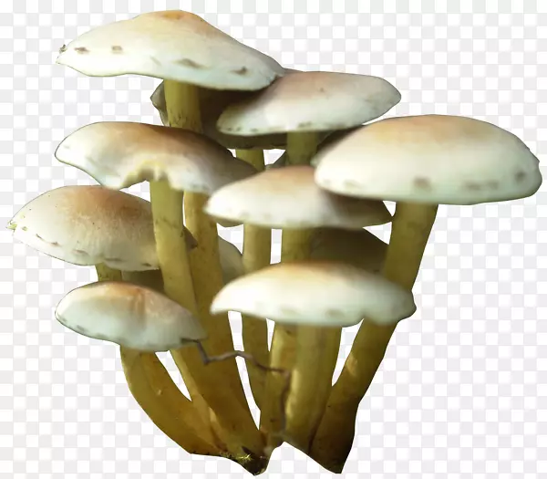 蘑菇剪贴画-蘑菇PNG