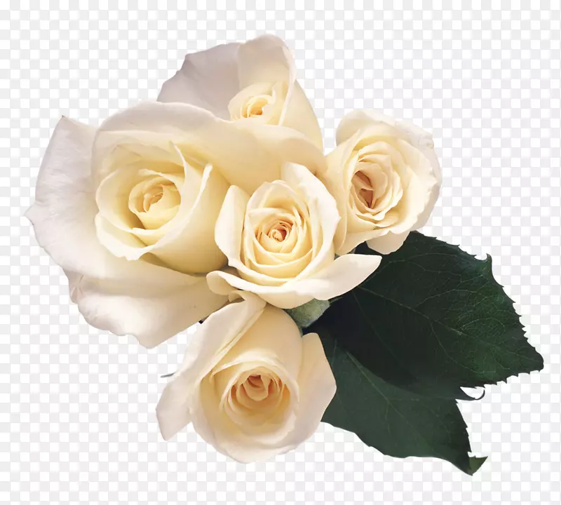 玫瑰花白玫瑰PNG图像