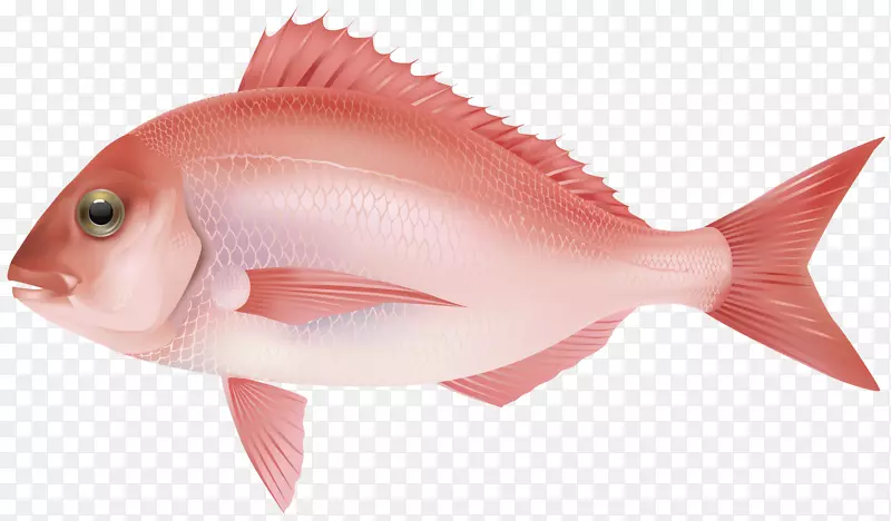 北红笛鲷鱼产品鱼类作为食物海洋生物海洋-鱼类png 7