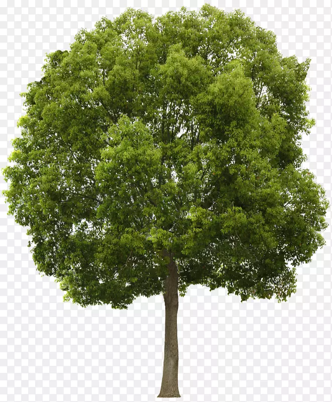 树木剪贴画-树PNG
