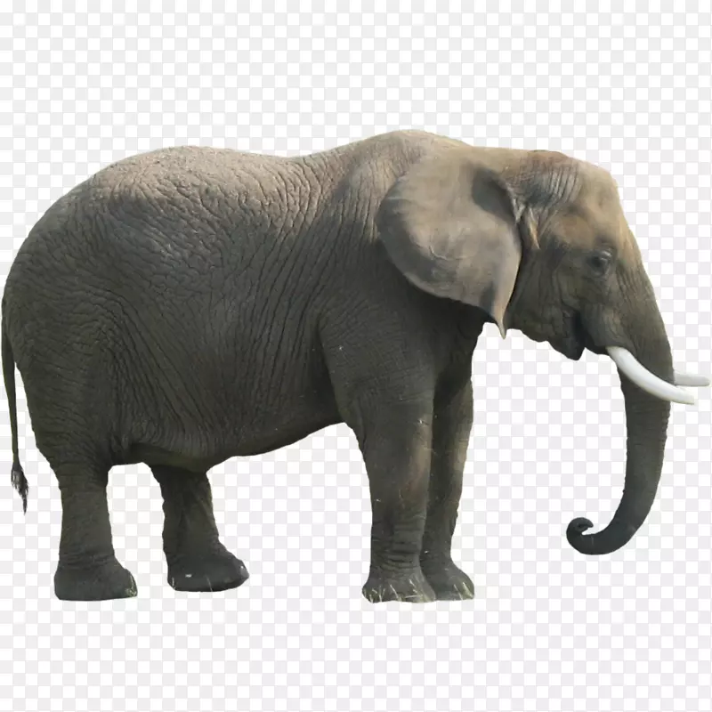 印度象非洲森林象