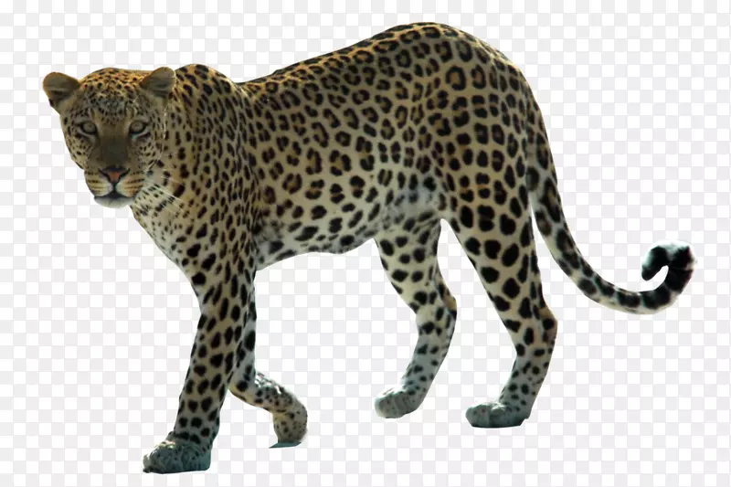 雪豹阿拉伯豹非洲豹猫科-豹PNG HD