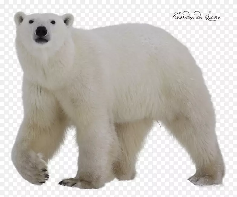 北极熊剪贴画-北极熊PNG
