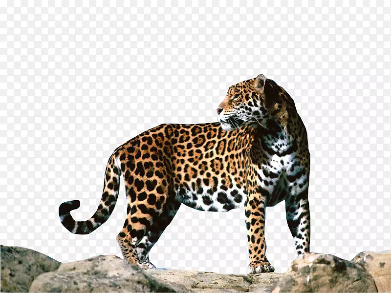 豹美洲豹f型猎豹动物-美洲虎