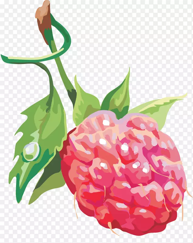 覆盆子-rraspberry png图像