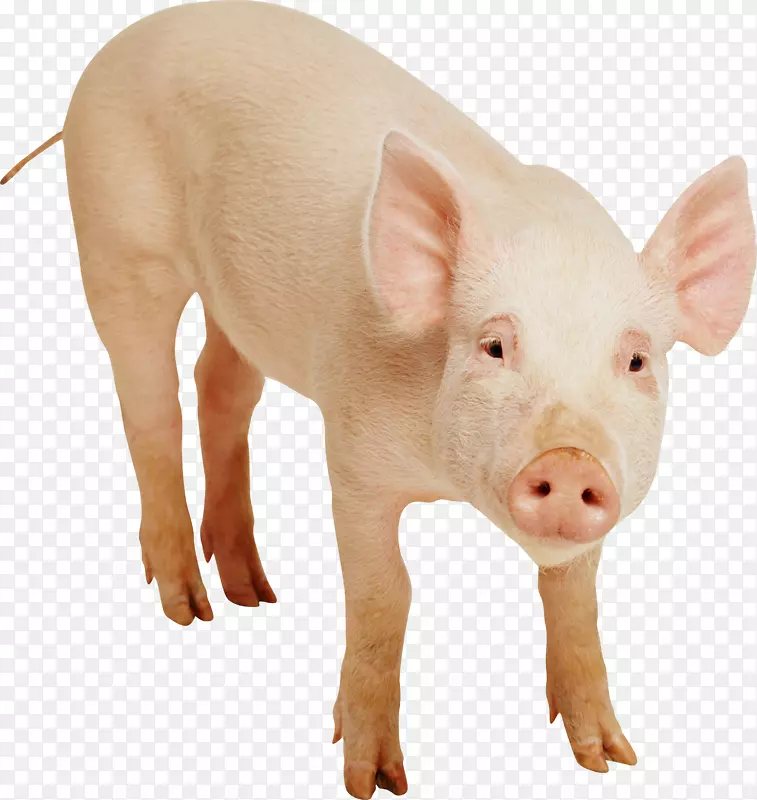 国内猪夹艺术-猪免费下载PNG