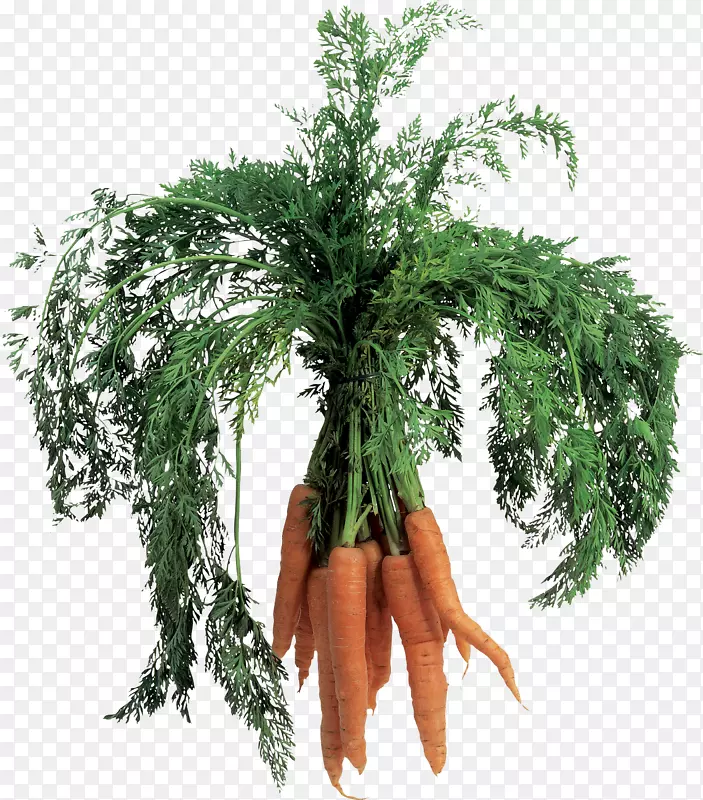 胡萝卜汁蔬菜叶-胡萝卜PNG图像