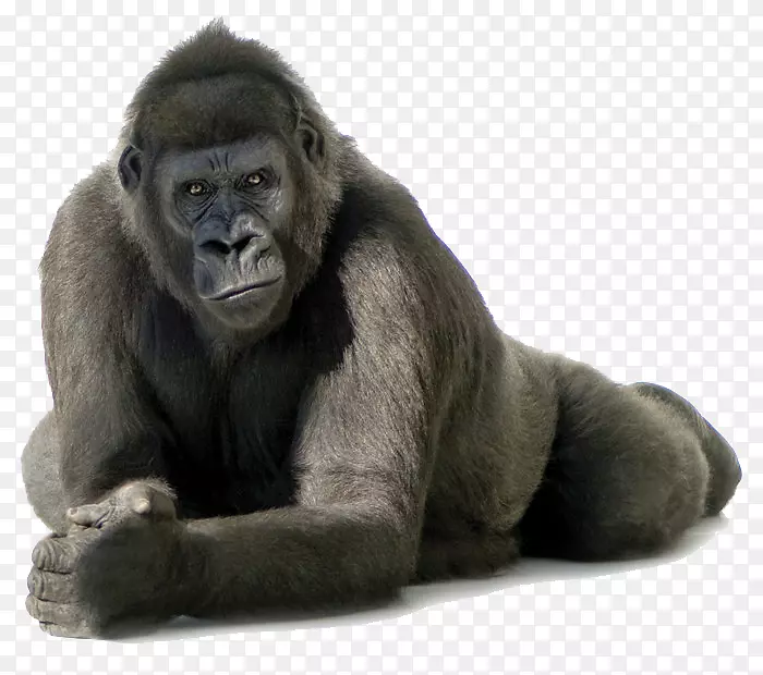 大猩猩剪贴画-大猩猩免费PNG图像