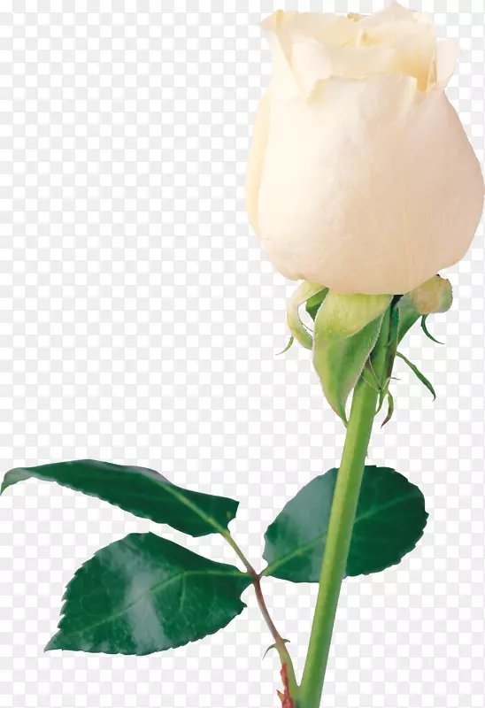 玫瑰白色壁纸-白色玫瑰PNG图像花白色玫瑰PNG图片